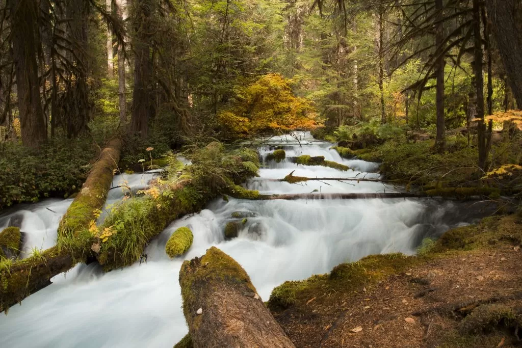 Cascata nel Bosco