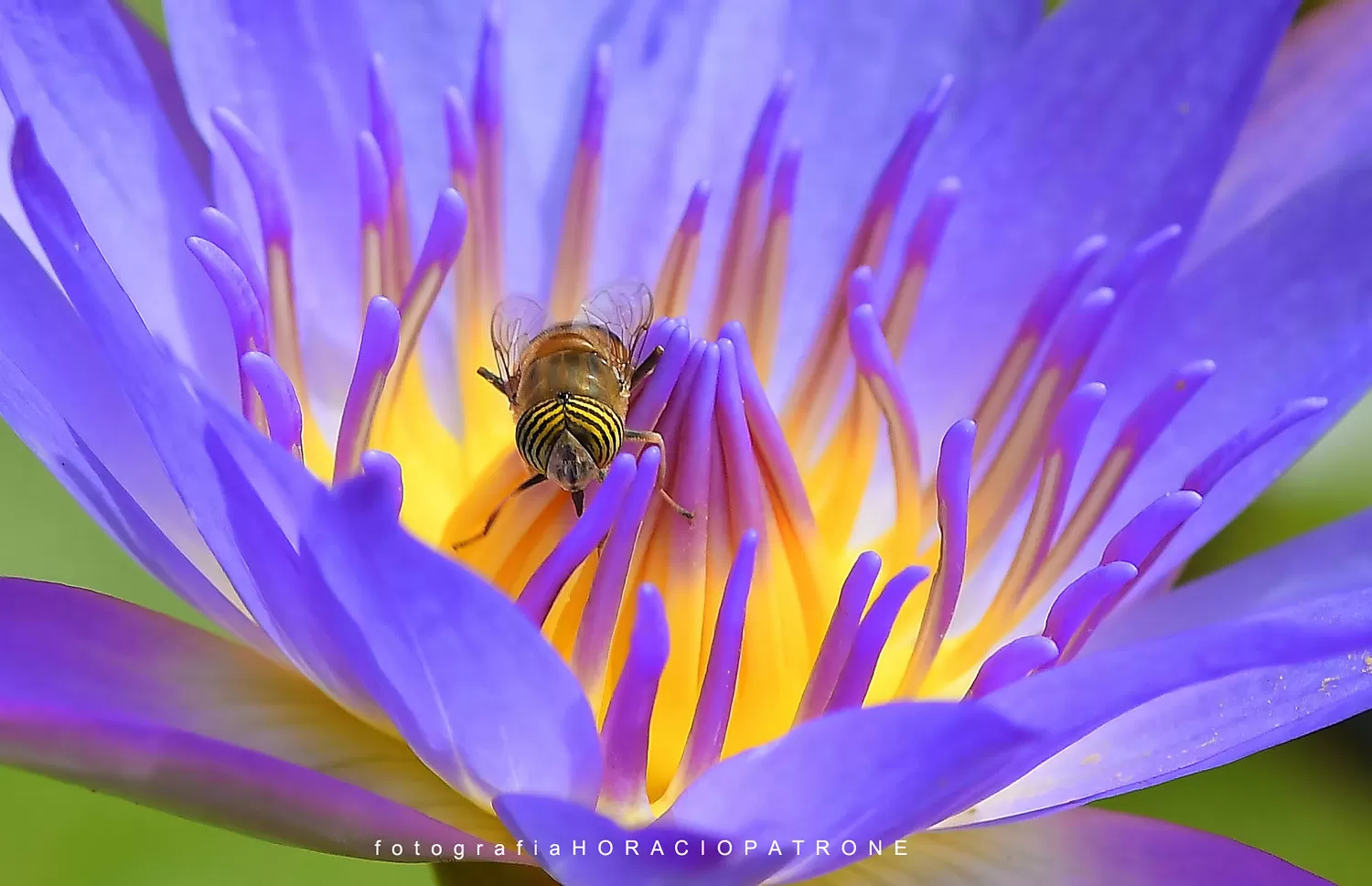 Ape che Impollina un Fiore Lilla