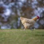 Gallina che corre su un prato