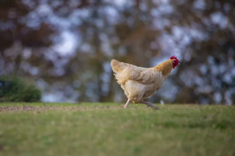 Gallina che corre su un prato