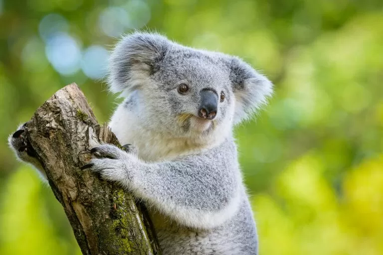 Koala che Mangia su un Tronco