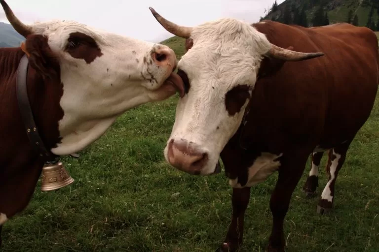 Mucca che dà un bacino ad un’altra Mucca