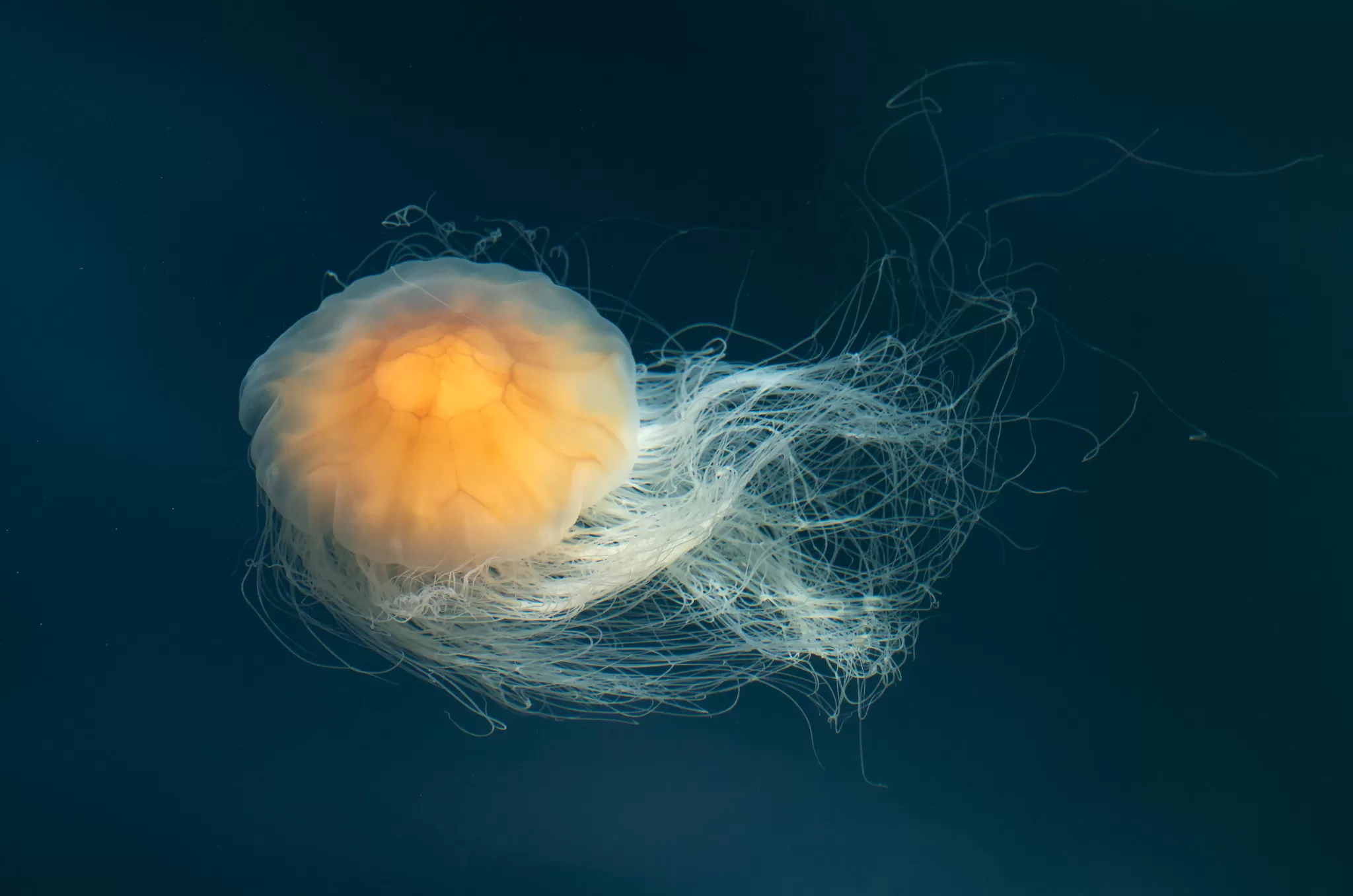 Medusa con Tentacoli Azzurri