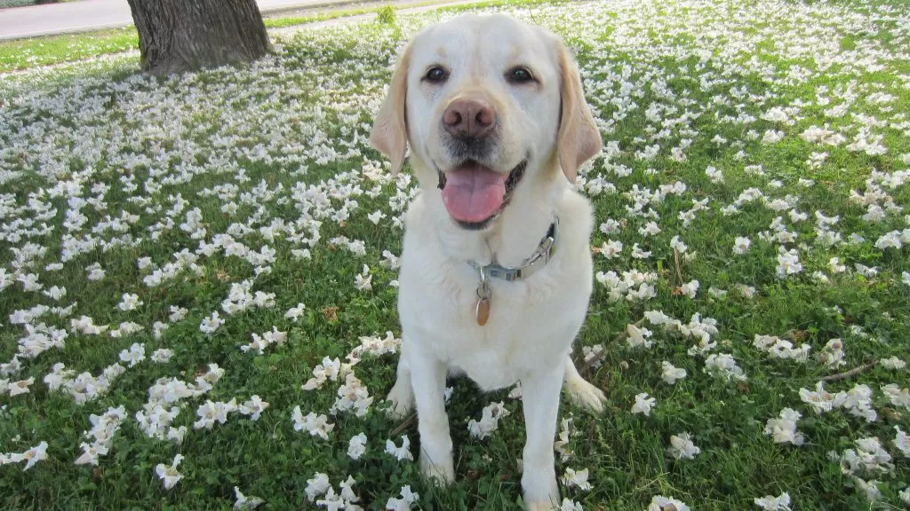 Labrador Retriever Seduto su un Prato