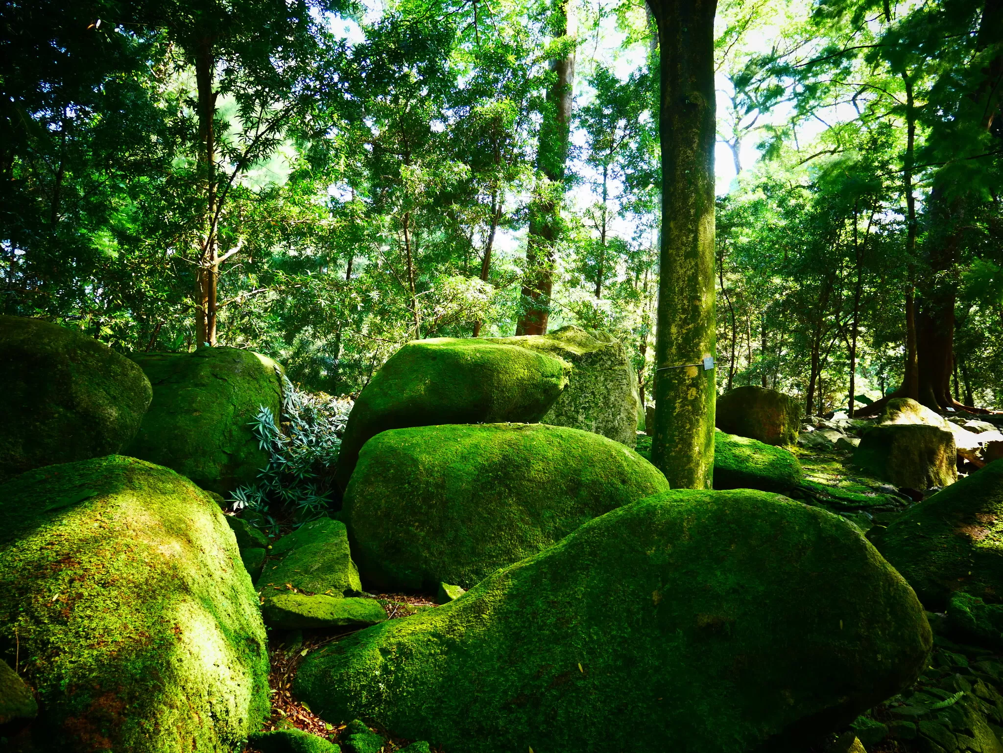 Grossi Sassi con Muschio Verde