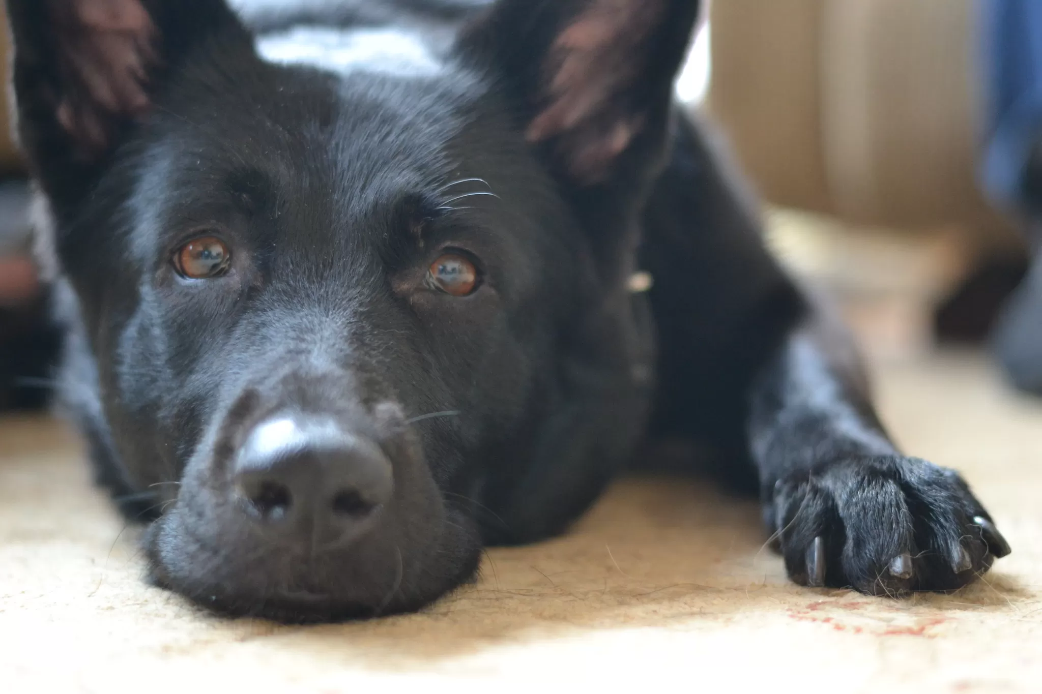 Labrador Retriever Nero Disteso Per Terra