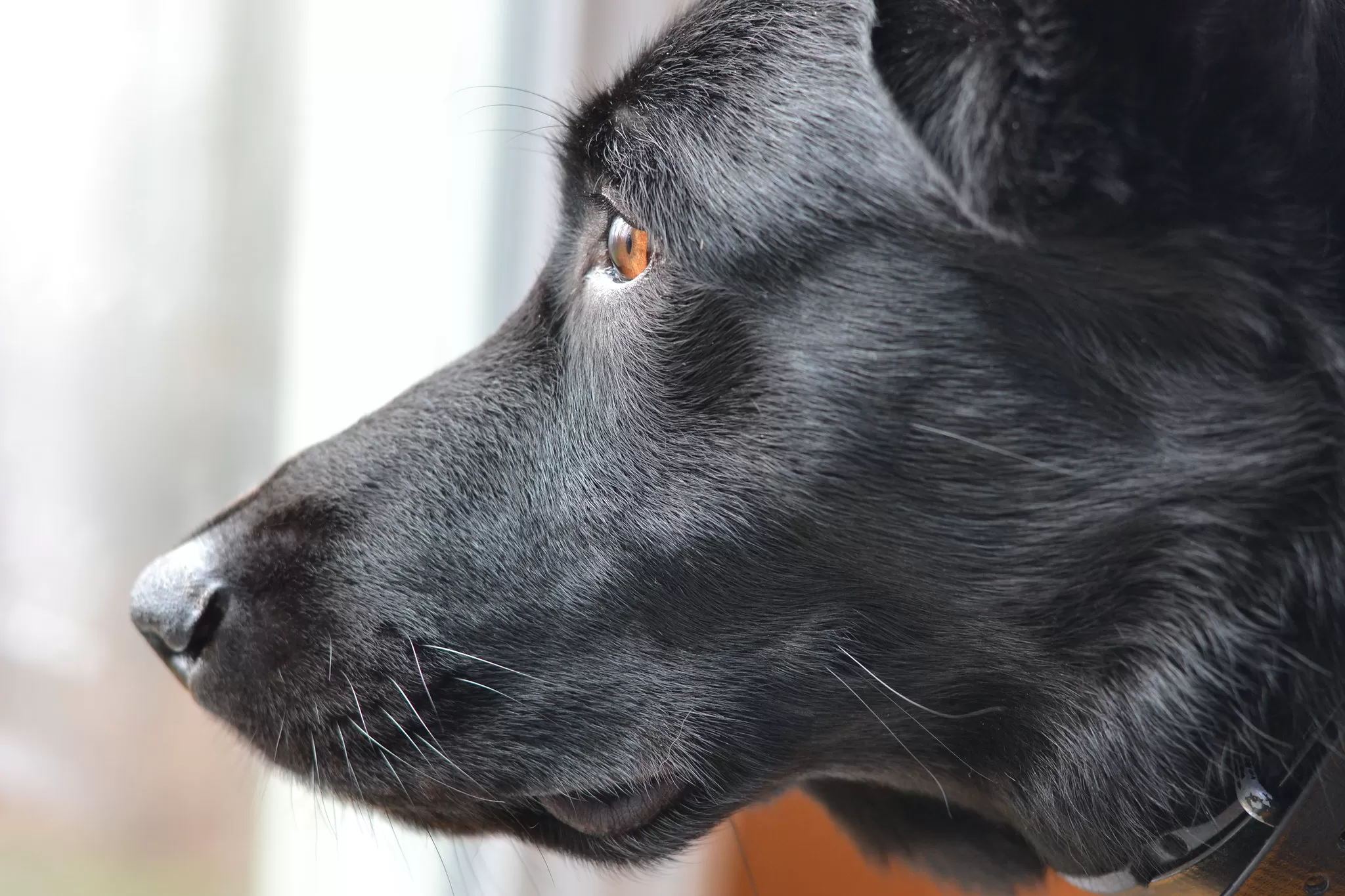 Labrador Retriever di Profilo