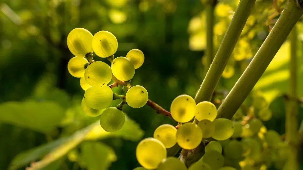 Acini d’Uva attraversati dai Raggi del Sole