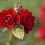 Piccole Rose Rosse