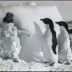 Pinguino un po’ Imbranato