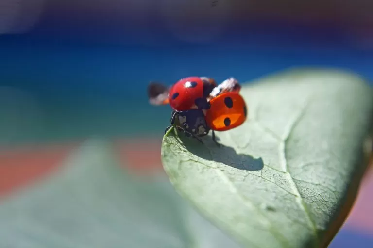 Coccinella che Prende il Volo