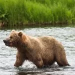 Orso in Acqua che Caccia