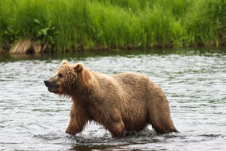 Orso in Acqua che Caccia