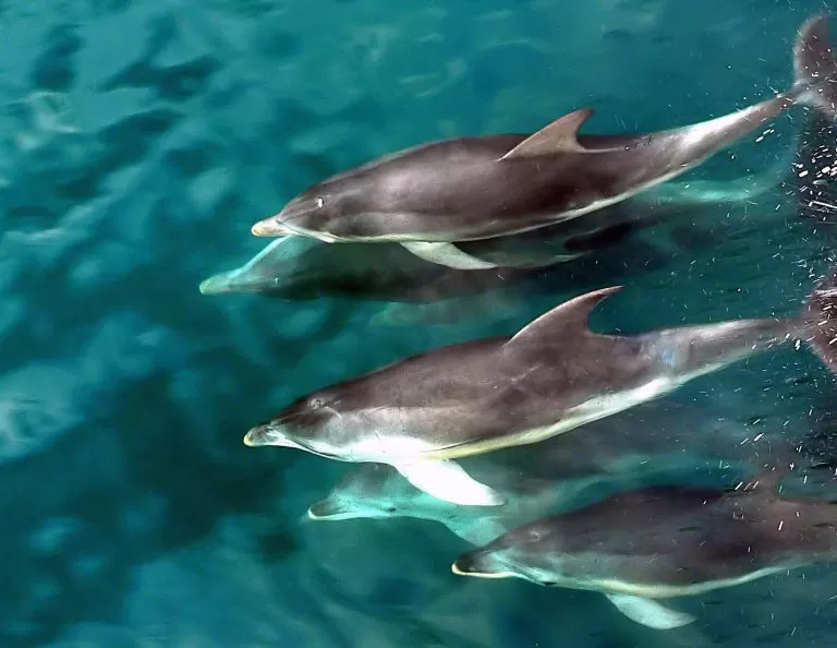 Delfini che Nuotano