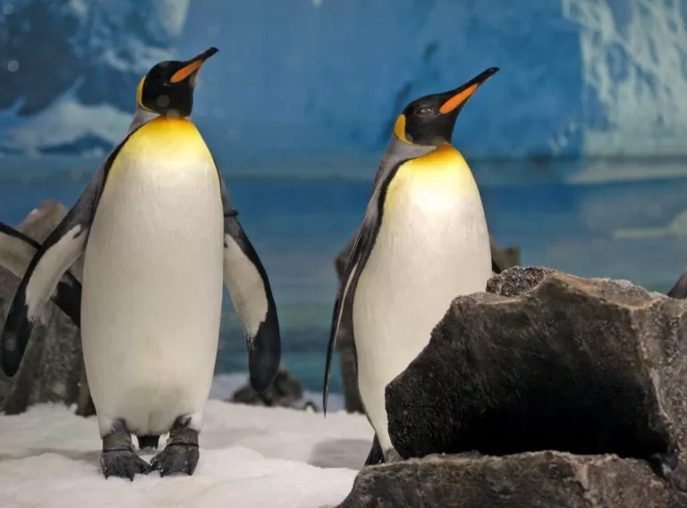Pinguini Reali che si pavoneggiano