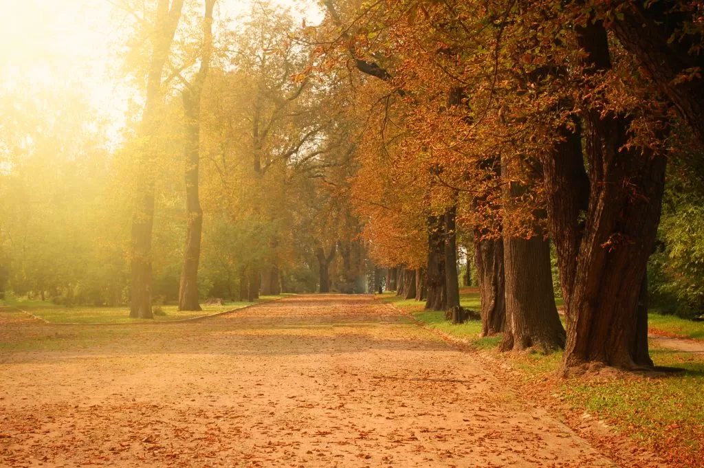 Autunno in un Bosco