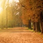 Autunno in un Bosco