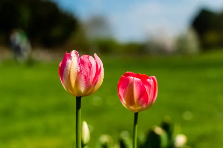 Tulipani in Primo Piano