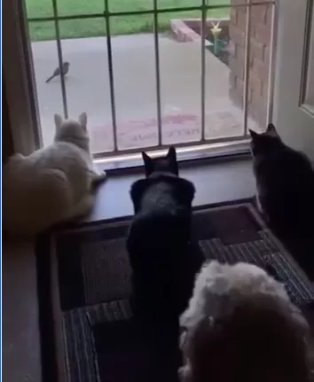 3 Gatti alla porta e un Cane…come andrà a finire?