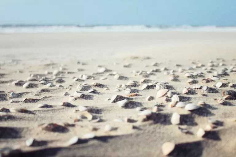 Conchiglie sulla Spiaggia