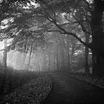 Foresta in Bianco e Nero