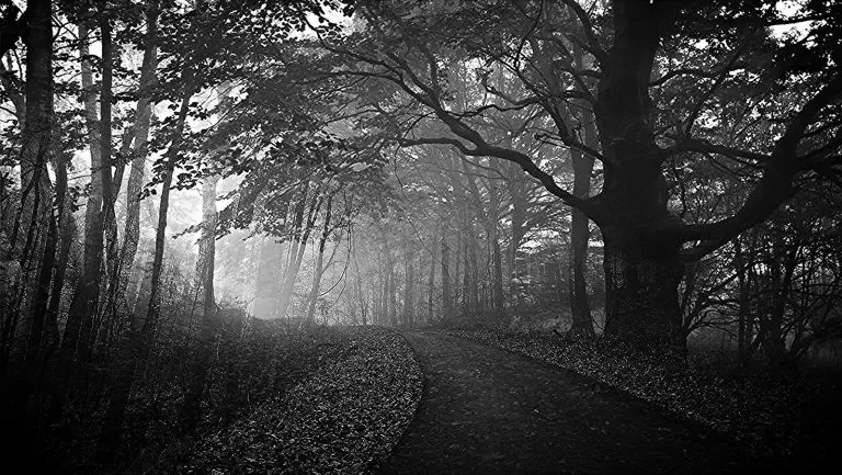 Foresta in Bianco e Nero