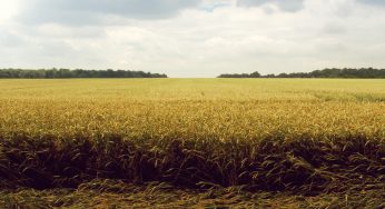 Campo di Grano