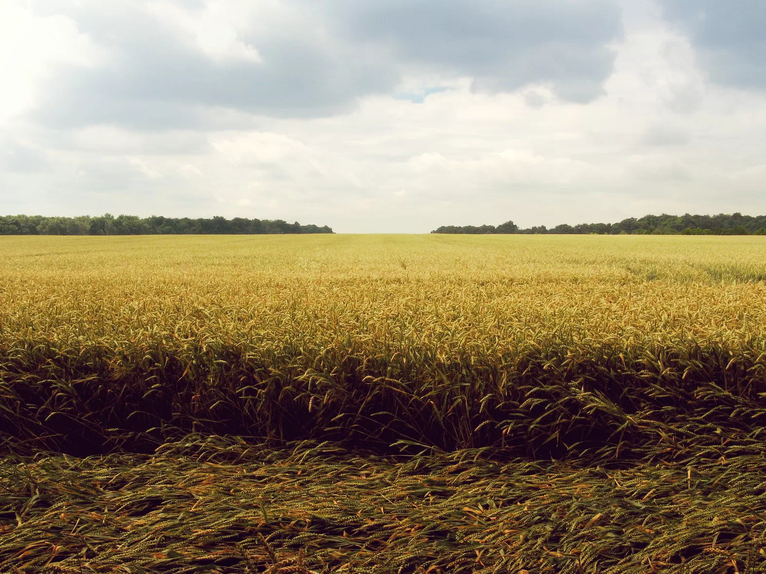 Campo di Grano