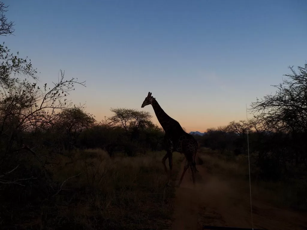 Giraffa in Africa