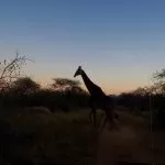 Giraffa in Africa