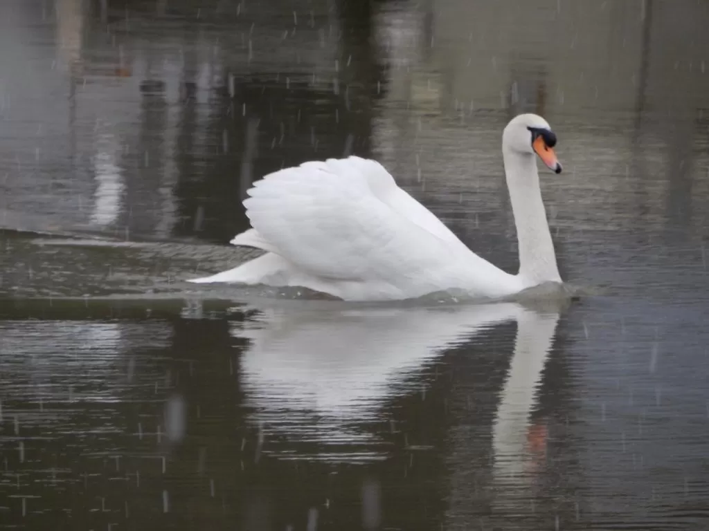 Cigno che nuota in Acqua