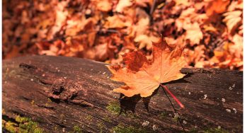 Foglia Autunnale in Primo Piano