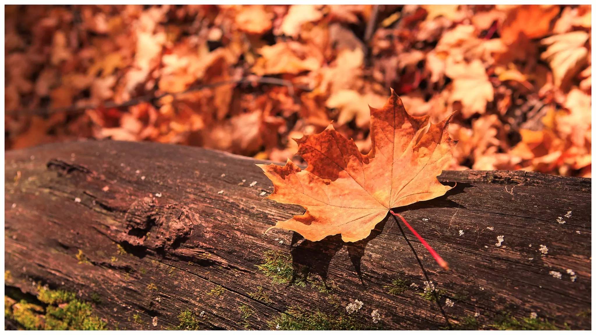 Foglia Autunnale in Primo Piano