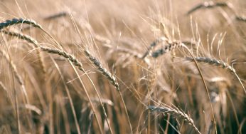 Spighe di Grano al Vento