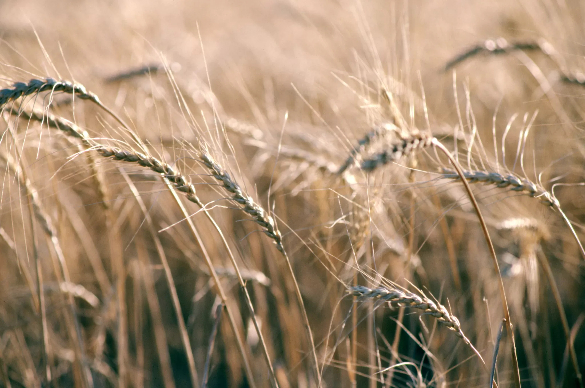 Spighe di Grano al Vento