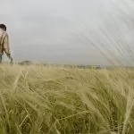 Uomo che passeggia in un Campo di Grano