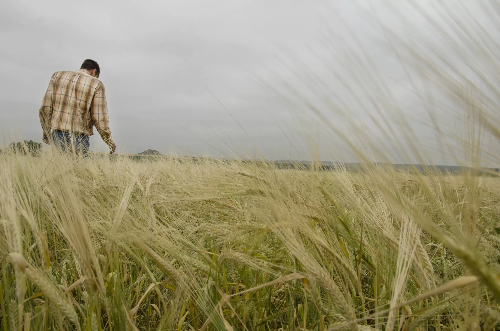 Uomo che passeggia in un Campo di Grano