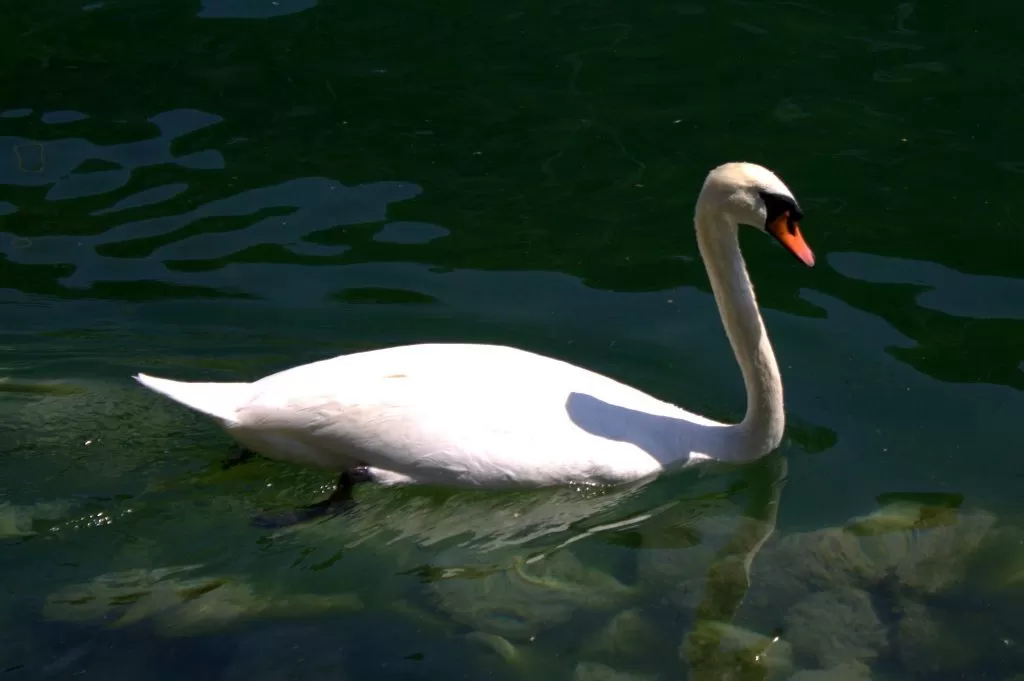 Cigno Fermo in Acqua