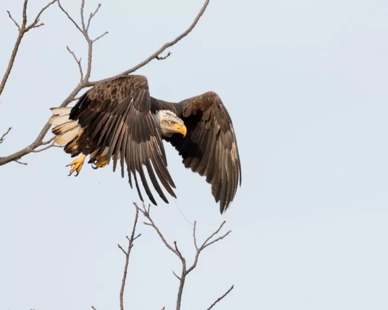 Aquila che Spicca il Volo