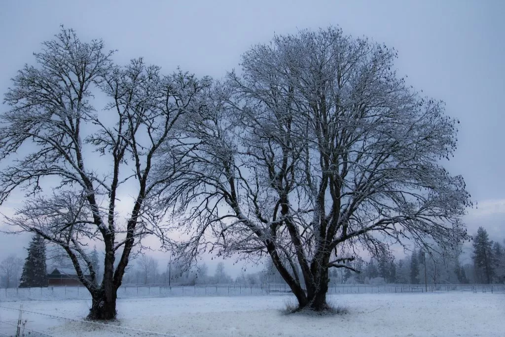 Alberi in Inverno