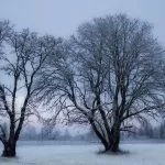 Alberi in Inverno