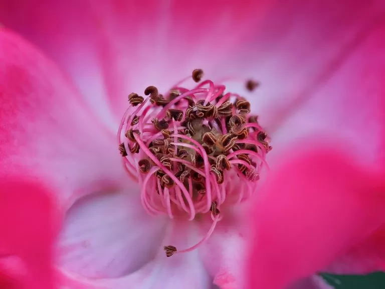 Fiore che sta per Sbocciare