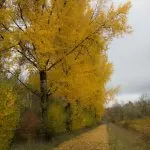 Alberi d’Autunno con Foglie Gialle