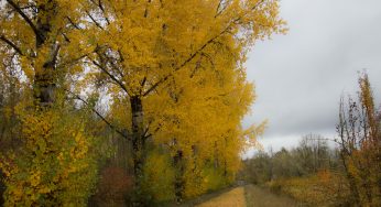 Alberi d’Autunno con Foglie Gialle