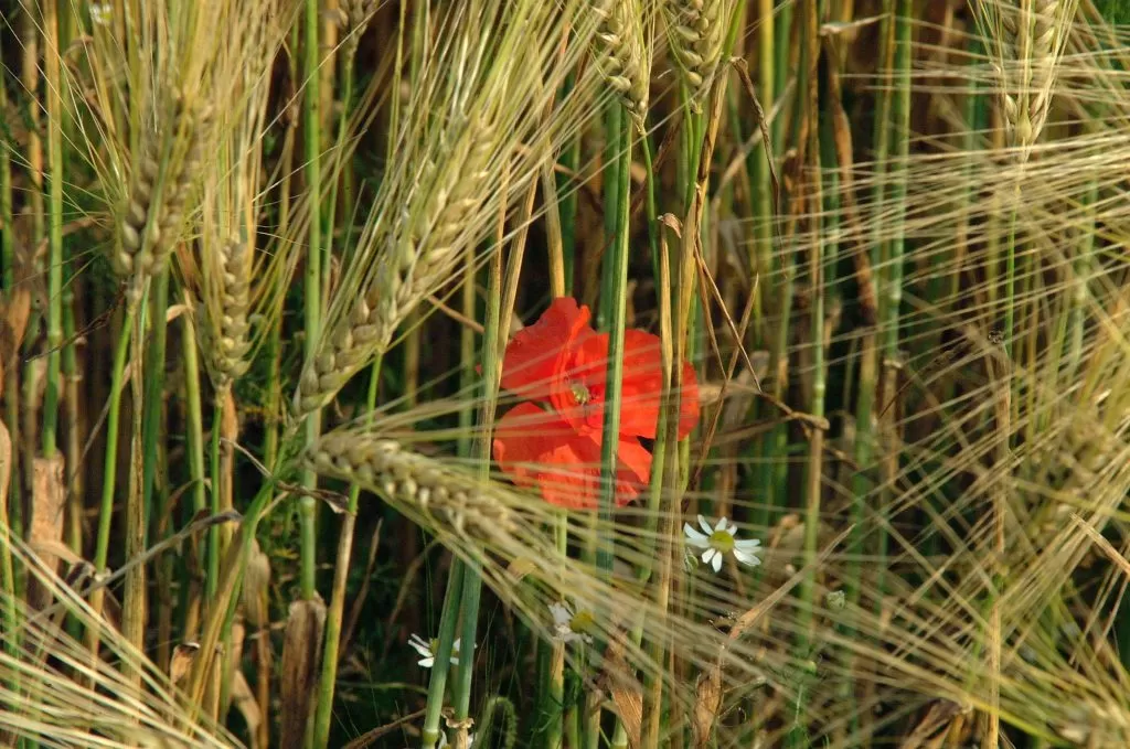 Fiore tra le Spighe di Grano