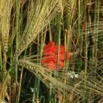 Fiore tra le Spighe di Grano