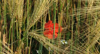 Fiore tra le Spighe di Grano