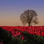 Campo di Tulipani In piena Primavera