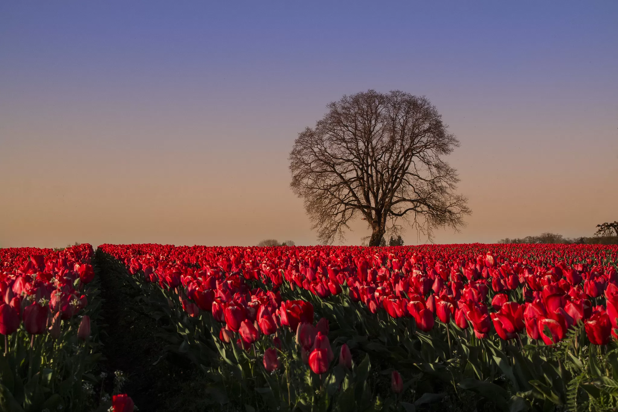 Campo di Tulipani In piena Primavera