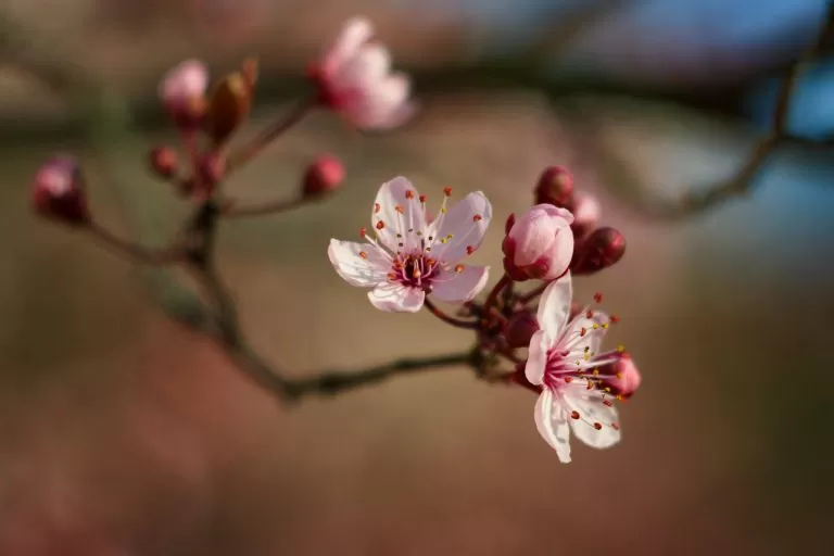 Fiore Appena Sbocciato